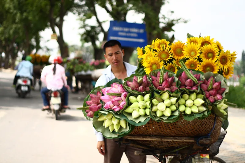 A street vendor in Hanoi pushes a bicycle loaded with baskets of lotus flowers and sunflowers.
